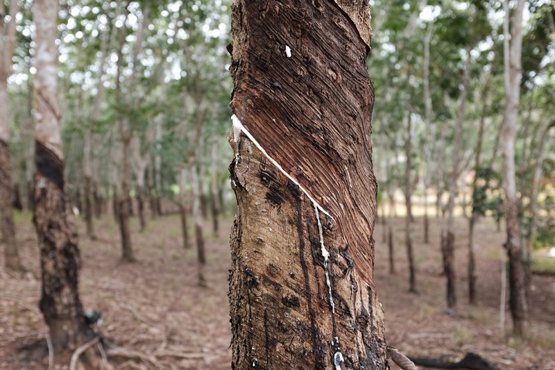 Rubber futures rise in markets lacking direction